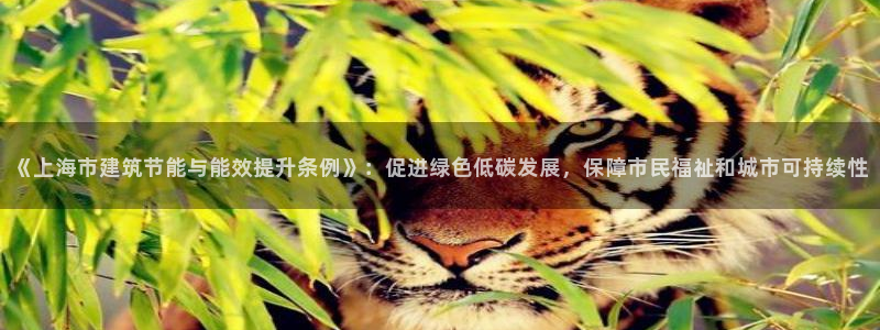 e尊国际官方网站：《上海市建筑节能与能效提升条例》：促进绿色低碳发展，保障市民福祉和城市可持续性